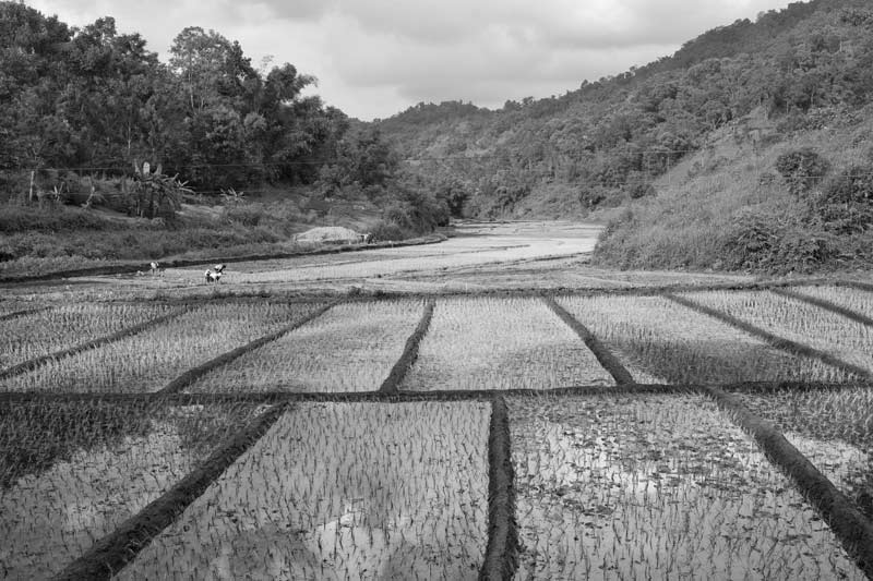 Traditional science for irrigation in India – paddy fields in a valley irrigated using water from mountain streams in Meghalaya